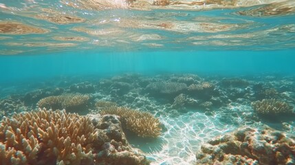 Naklejka premium Sunlight filters through the ocean surface, illuminating a vibrant coral reef ecosystem