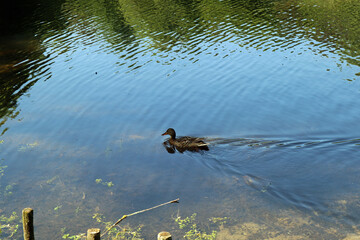  A light brown duck and a yellow beak floats on a lake in which green trees are reflected
