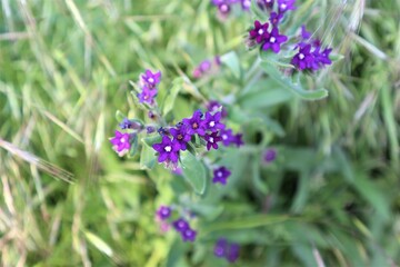 Dark purple flowers grow buds on a background of light green grass