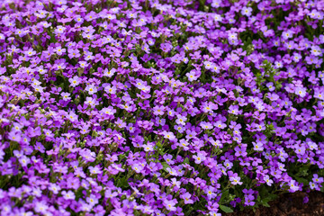 Naklejka premium Aubrieta, an adornment of the summer garden in the rock garden.