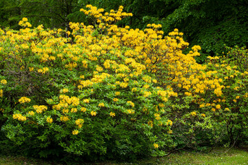 Stunning yellow rhododendron blooming in the garden