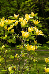 The stunning blooming of a yellow magnolia in the spring garden