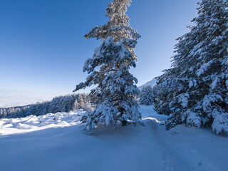 Panorama of Vitosha Mountain, Sofia City Region, Bulgaria