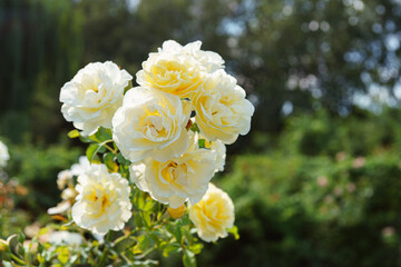 Beautiful blooming rose bush with white, ivory flowers close up, macro outdoor in sunny day. Breeding and growing roses, gardening, landscape design