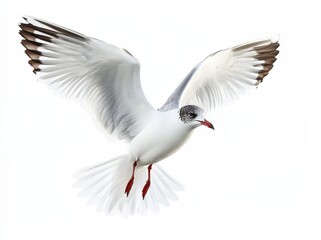 Fototapeta premium Seagull flying gracefully above the water in a coastal environment during daylight