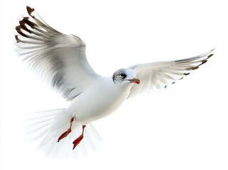 Fototapeta premium Seagull soaring gracefully in a clear sky with outstretched wings
