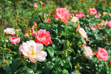 Beautiful blooming rose pink flowers in garden or park, outdoor in sunny day. Breeding and growing roses, gardening, landscape design