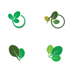 moringa leaf tradicional medicine icon vector illustration template design
