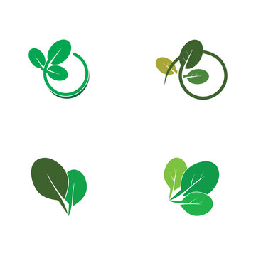 moringa leaf tradicional medicine icon vector illustration template design