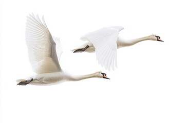 Obraz premium Two graceful swans glide effortlessly through a bright, overcast sky in serene flight