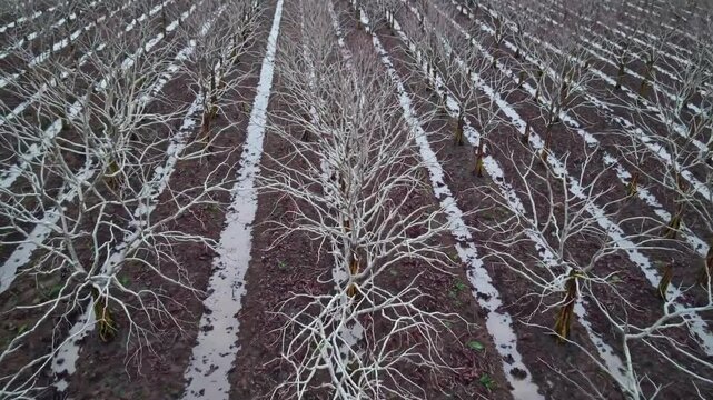 Aerial view of a tree orchard with rows of bare trees, likely during winter, showing the tree trunks and a snowy or frosty ground between them