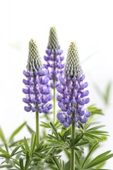 Fototapeta premium Beautiful colorful flowers in Spring.