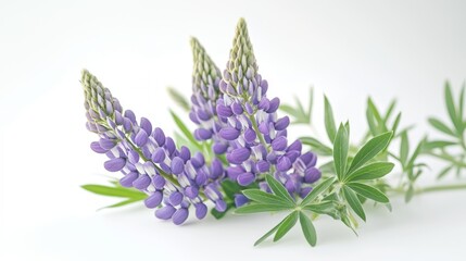 Fototapeta premium Beautiful colorful flowers in Spring.