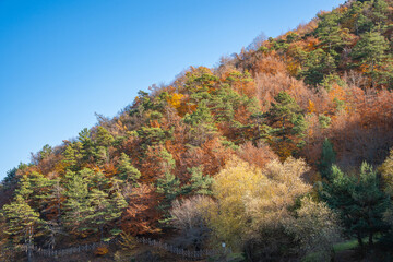 Obraz premium Autumn forest hillside, colorful trees, clear sky on sunny day. Mountain landscape with fall foliage, green and orange trees. Beautiful seasonal change. Nature outdoor background