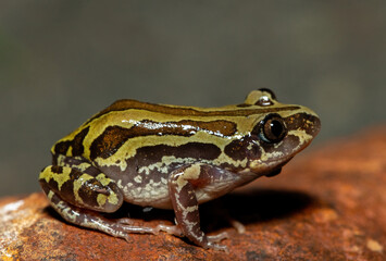 A cute Bubbling Kassina, also known as a Senegal running frog (Kassina senegalensis), in the wild
