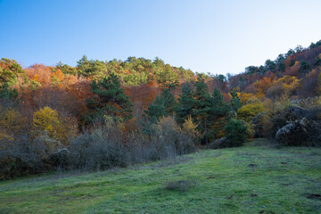 Scenic autumn landscape with lush meadow and vibrant forested hills. Serene countryside view with green fields, colorful foliage and trees