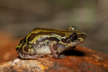 A cute Bubbling Kassina, also known as a Senegal running frog (Kassina senegalensis), in the wild