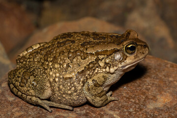 A large raucous toad (Sclerophrys capensis), also known as a Ranger’s toad, on a warm summer’s evening in the wild