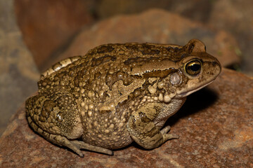 A large raucous toad (Sclerophrys capensis), also known as a Ranger’s toad, on a warm summer’s evening in the wild