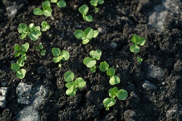 Lush green foliage with small leaves illuminated by dappled sunlight in a natural forest setting, symbolizing growth and tranquility.