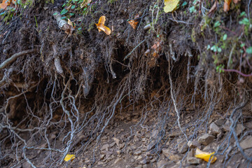 Twisted tree roots on eroded earth. Detailed ground view of tree roots spreading through soil. Concept of global warming, climate change, environment, ecology system, weather, disaster