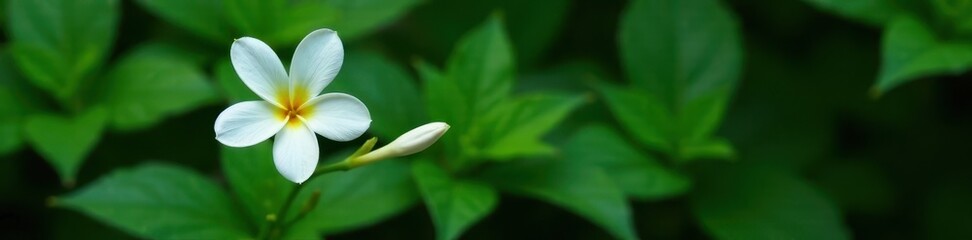 Obraz premium White flower against the backdrop of dark green foliage, leaf, garden, nature
