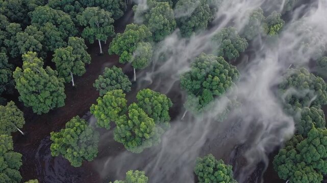 An aerial view of a drenched cacao plantation with mist rising from the oversaturated soil, highlighting the effects of prolonged rainfall on the farm.  
