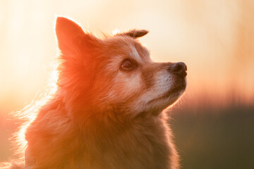 Happy dog running on green grass during golden hour with tail wagging and joyful expression.
