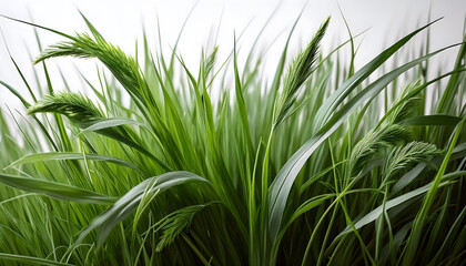 Obraz premium Lush green grass with detailed blades and seed heads, showcasing the intricate textures and vibrant colors of nature. Generative AI