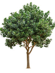 Obraz premium Tree in isolated transparent background