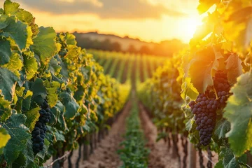 Papier peint photo Vignoble A beautiful vineyard with ripe grapes under a golden sunset sky.  © DenisNata