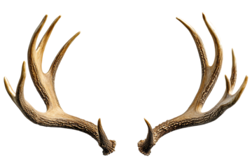 Realistic deer antlers isolated. Detailed brown antlers with textured surface, commonly used for decor, hunting trophies, and rustic themes. AI generated.  .