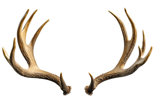 Realistic deer antlers isolated. Detailed brown antlers with textured surface, commonly used for decor, hunting trophies, and rustic themes. AI generated.  .