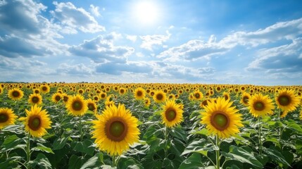 Sunflowers Field, Summer Day, Outdoors