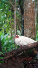 White rooster perched on a tree trunk. Background of trees and green leaves. Focus selected