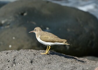 Common Sandpiper see in Veracruz Mexico