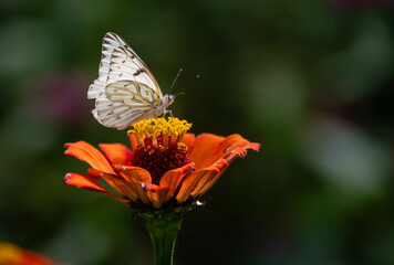 butterfly on flower