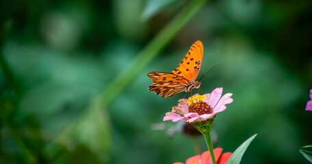 butterfly on flower