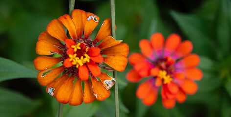 orange flower in the garden