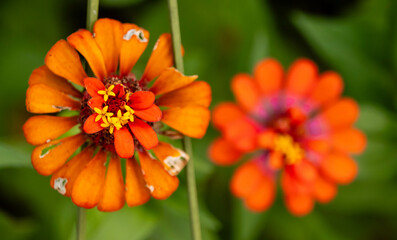 orange flower in the garden