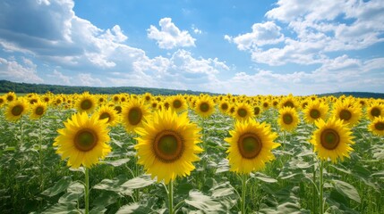 Fototapeta premium Sunflower field, bright sky, summer