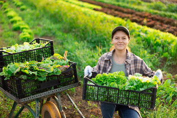 Fototapeta premium Hired female worker carries plastic box with harvest of lettuce salad