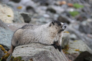 marmot in the mountains