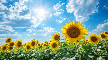 Fototapeta premium Sunflower Field Under Blue Sky