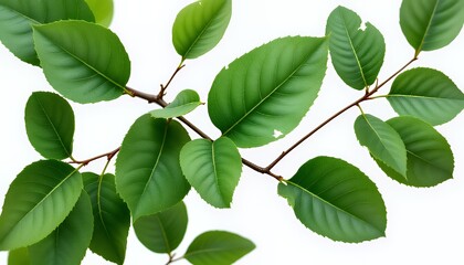 Vibrant Green Leaves on Branch Against White Background