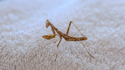 A macro shot of a cute baby praying mantis resting on a white towel on a sunny day.