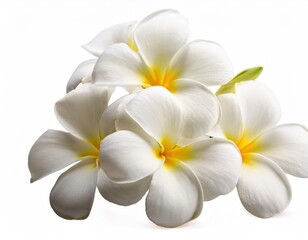 White plumeria flowers isolated on white background, purity and tropical beauty