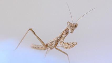 A macro shot of a cute baby praying mantis resting on a white towel on a sunny day.