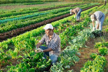 Farmer man harvests acelga in field, performs agricultural work in subsidiary farm. Female worker...