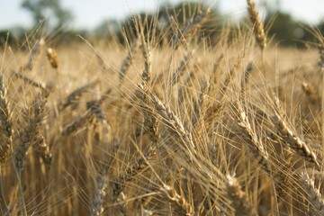 golden wheat field